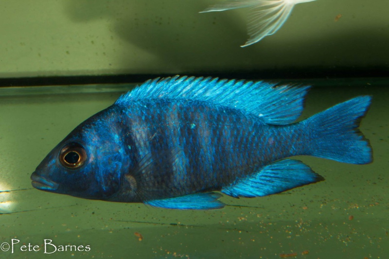 Placidochromis sp. 'phenochilus tanzania'